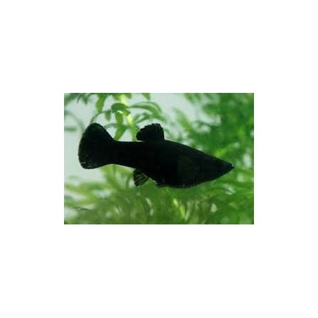 Black Molly Lyratail 