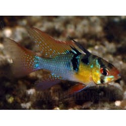 Mikrogeophagus ramirezi 2