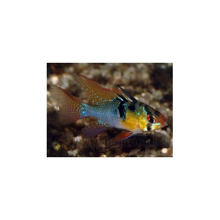 Mikrogeophagus ramirezi Mikrogeophagus ramirezi