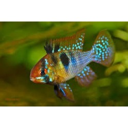 Mikrogeophagus ramirezi 