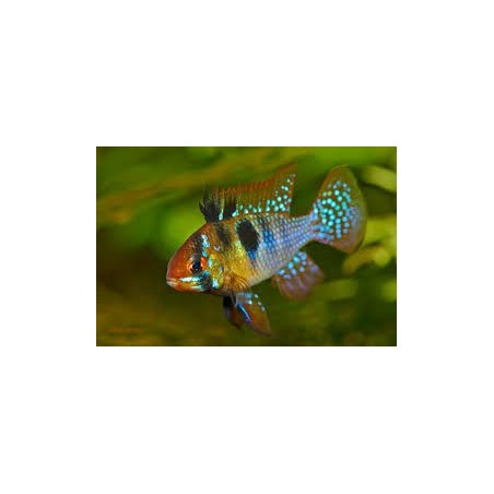 Mikrogeophagus ramirezi 