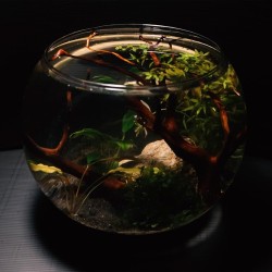 AMTRA CRYSTAL GLOBE - Boccia for fish in transparent glass