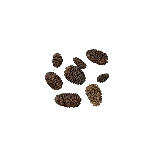Altano de Black Cones pine cones - Dennerle