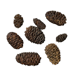 Altano de Black Cones pine cones - Dennerle
