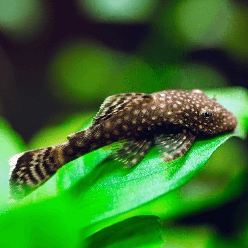 Ancistrus Dolichopterus sm-md