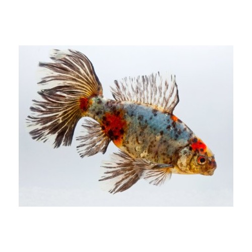 Bristol Shubunkin 8-9 cm - Carassius Auratus -...