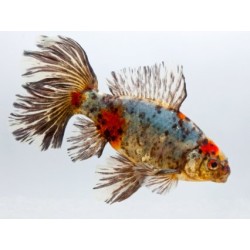 Oranda Bristol Shubunkin 8-9 cm - Carassius Auratus - Pesce Rosso