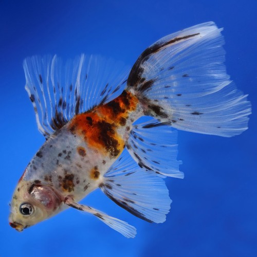 Bristol Shubunkin 8-9 cm - Carassius Auratus -...