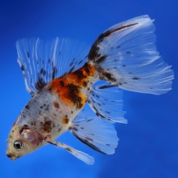 Bristol Shubunkin 8-9 cm - Carassius Auratus - Pesce Rosso