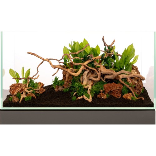 Legno Red Moor Wood - Radice di legno naturale...