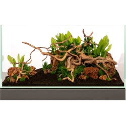 Bois de bois de maure rouge - Racine de bois naturelle pour aquarium