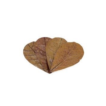 Seachem Feuilles SM Catappa - 12 feuilles de cappa -... 2