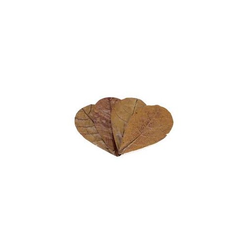 Seachem Catappa Leaves MD - 12 catappa leaves -...