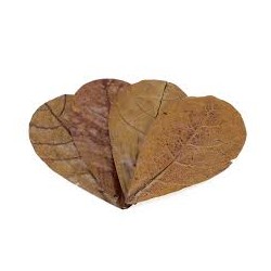 Seachem Catappa laisse MD - 12 feuilles de cappa - tanins naturels pour betta et crevettes
