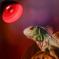 Lampe infrarouge Camillo - Blu Bios - Lampe infrarouge à haute efficacité pour les reptiles et les amphibiens