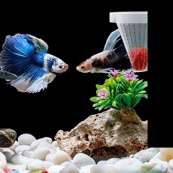 Mangiatoia galleggiante con ventosa per Tubifex e cibo vivo