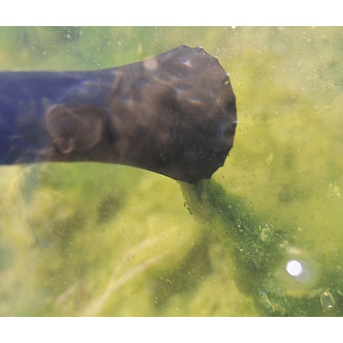 Pondovac 3 Oase Aspirateur laghetto