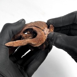 copy of FAST glue for marine 50 gr scaping fix