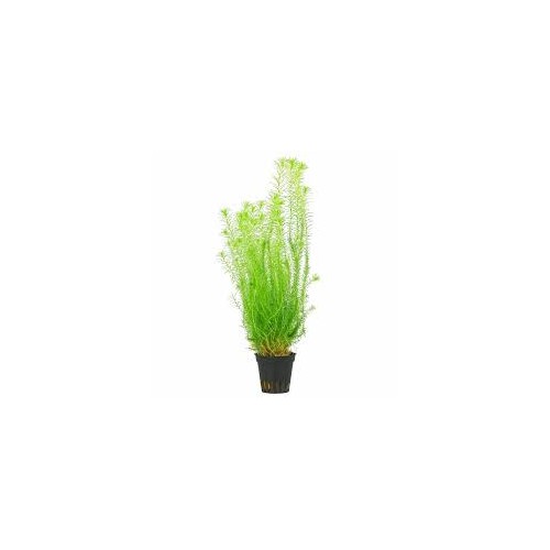 Mayaca fluvatilis in jar - Tropica