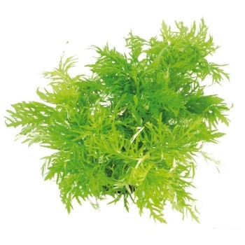 copy of Hygrophila difformis in pot - Aquaflora 2