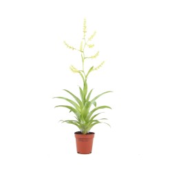 Morrian Catopsis in Jar - Terrarium plant - Aquaflora