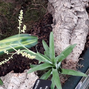 copy of Hygrophila difformis in pot - Aquaflora 2