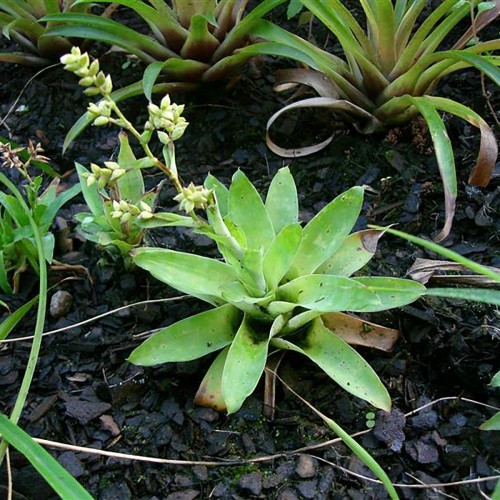 Morrian Catopsis in Jar - Terrarium plant -...