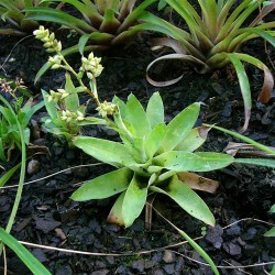 Morrian Catopsis in Jar - Terrarium plant - Aquaflora