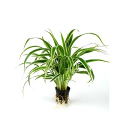 Chlorophytum Bichetii in jar - Terrarium plant - Aquaflora