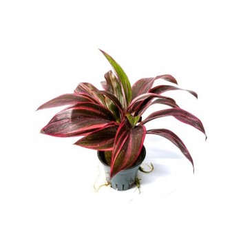 Cordyline 'Rouge Edge' dans Jar - Plante Terrarium -...