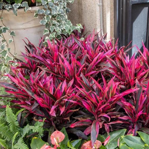 Cordyline 'Rouge Edge' dans Jar - Plante...
