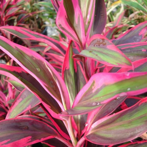 CORDYLINE 'Red Edge' in jar - Terrarium plant -...