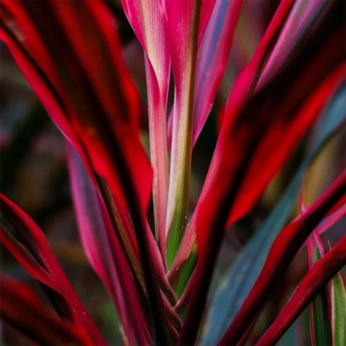 CORDYLINE 'Red Edge' in jar - Terrarium plant -...