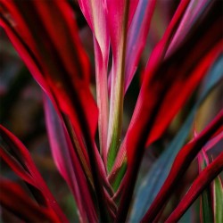 CORDYLINE 'Red Edge' in jar - Terrarium plant - Aquaflora