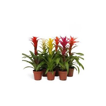 Guzmania mix in vasetto - Pianta per Terrario - Aquaflora