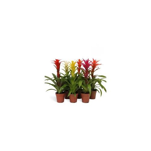 Guzmania Mix in Jar - Plante du terrarium -...