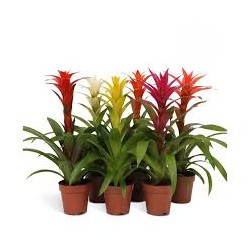 Guzmania Mix in Jar - Plante du terrarium - Aquaflora