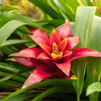 Guzmania mix in vasetto - Pianta per Terrario - Aquaflora 2