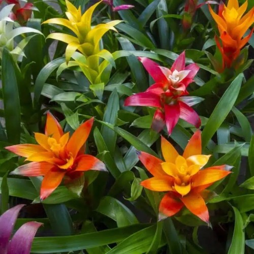 Guzmania Mix in Jar - Plante du terrarium -...