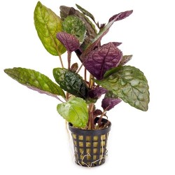 Colorful hemigraphis in jar - Terrarium plant - Aquaflora