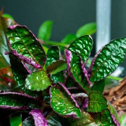 Colorful hemigraphis in jar - Terrarium plant - Aquaflora