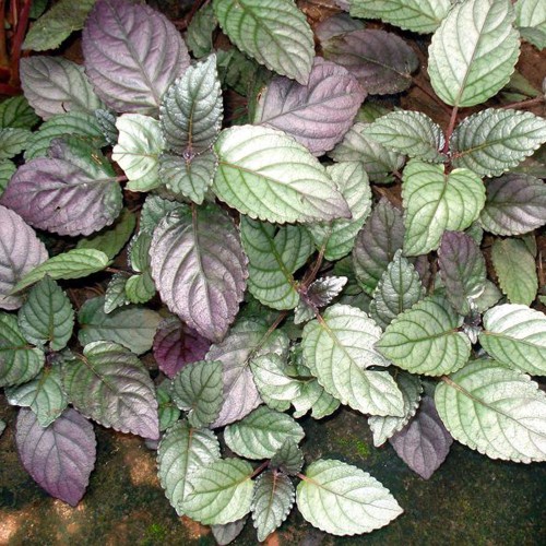 Colorful hemigraphis in jar - Terrarium plant -...
