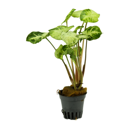 Syngonium Pixie in jar - Terrarium plant -...
