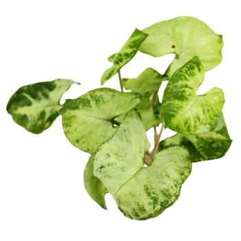 Syngonium Pixie à Jar - Plante du terrarium - Aquaflora 2