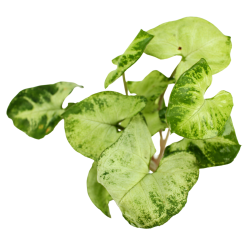 Syngonium Pixie in jar - Terrarium plant - Aquaflora