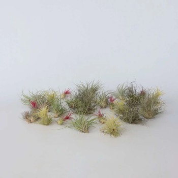 Tillandsia (Bromelia) mix in vasetto - Pianta per... 2