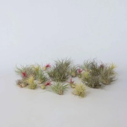 Tillandsia (Bromelia) Mix in jar - Terrarium plant - Aquaflora