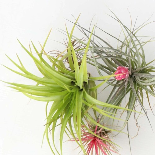 Tillandsia (Bromelia) Mix in jar - Terrarium...