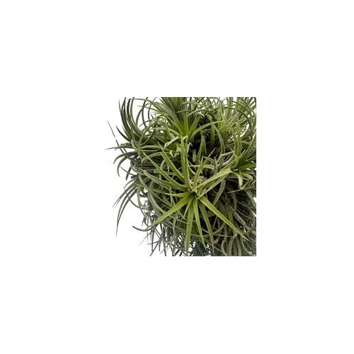Tillandsia (Bromelia) Mix in jar - Terrarium...