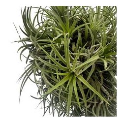 Tillandsia (Bromelia) Mix in jar - Terrarium plant - Aquaflora